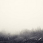 Foggy-Forest-Jake-Stewart